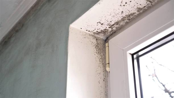 Best Mold Damage Repair  in Ballenger Creek, MD