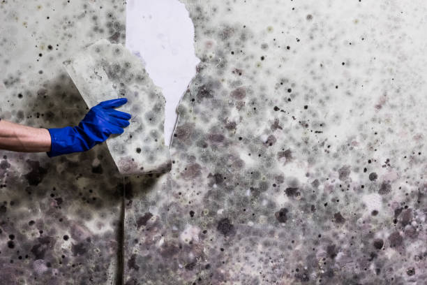 Best Home Mold Removal  in Ballenger Creek, MD